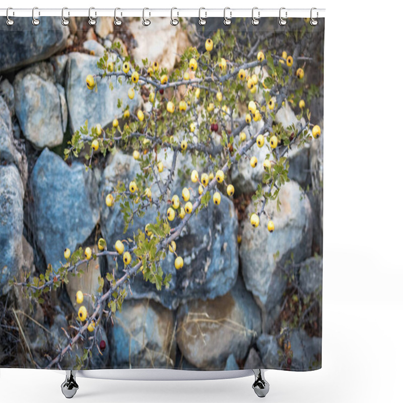 Personality  Photo Of A Tree With Small Yellow Fruits Against The Backdrop Of The Stone Ruins Of An Old Dwelling In The Mountains Of Cyprus, Symbolizing The Nature And History Of The Region Shower Curtains