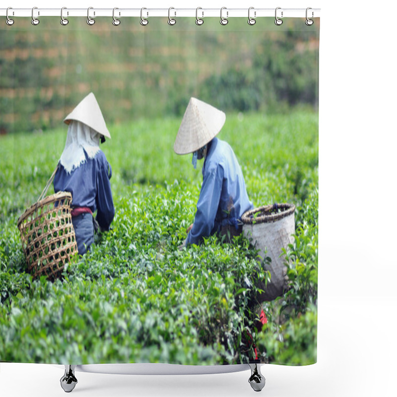 Personality  Woman Picking Tea Leaves In A Tea Plantation Vietnam Shower Curtains