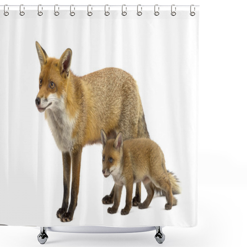 Personality  Mother Fox With Her Cub (7 Weeks Old) In Front Of A White Backgr Shower Curtains