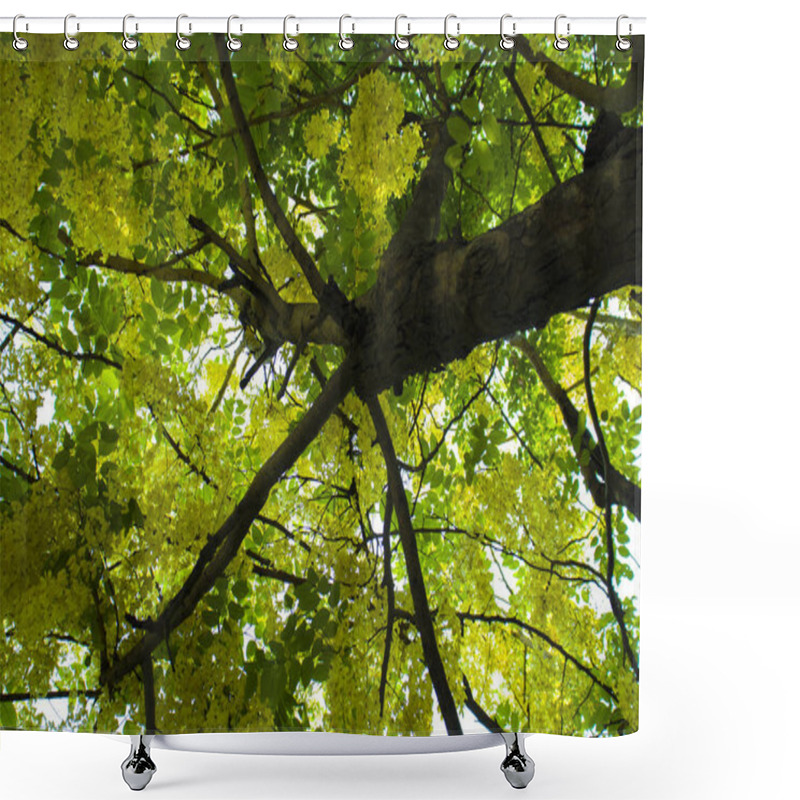 Personality  Bottom View Of Tree In Jungle And Lighting Of Morning.forest And Shower Curtains