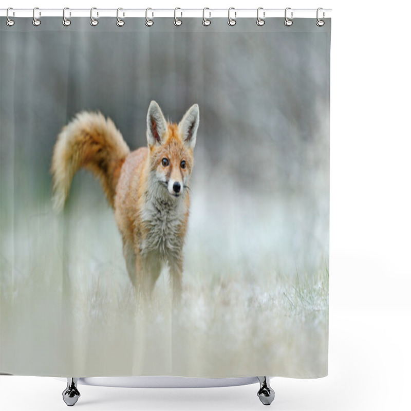 Personality  Running Red Fox Shower Curtains