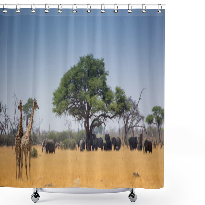 Personality  Zebra, Giraffe And Elephants In Africa Shower Curtains