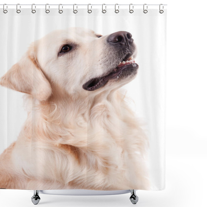 Personality  Golden Retriever Portrait Shower Curtains