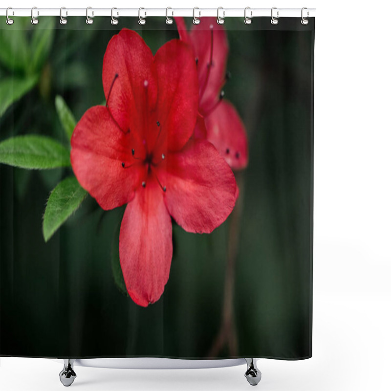 Personality  Close Up View Of Red Blossoming Flowers With Petals And Green Leaves Shower Curtains