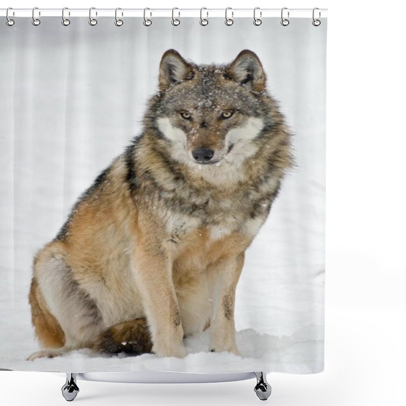 Personality  Wolf (Canis Lupus), Sitting In The Snow, Captive, Germany, Europe Shower Curtains