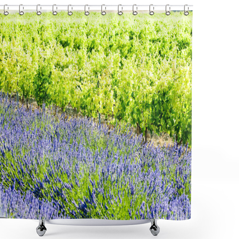 Personality  Lavender Field With Vineyard, Drome Department, Rhone-Alpes, Fra Shower Curtains