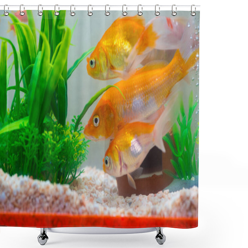 Personality  Little Fish In Fish Tank Or Aquarium, Gold Fish, Guppy And Red Fish, Fancy Carp With Green Plant, Underwater Life Concept. Shower Curtains