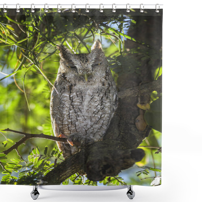 Personality  Pacific Screech-Owl - Megascops Cooperi, Beautiful Owl From Central  America Forests, Costa Rica. Shower Curtains