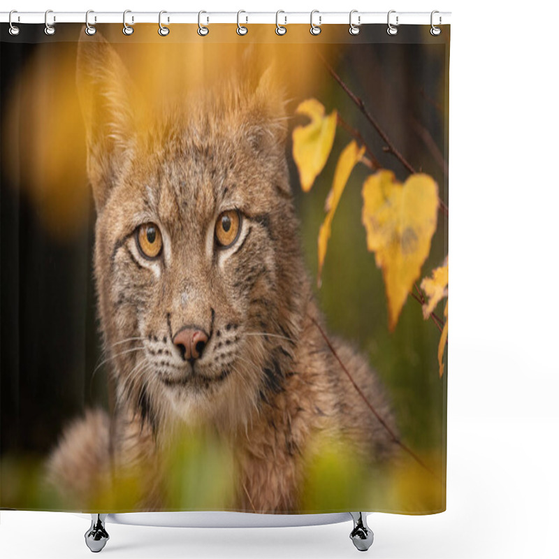 Personality  Amazing Cute Young Lynx Cub In Autumn Wet Forest. Beautiful, Endangered Animal Species. Unusual Sight. Lovely Mammal. Rare Sight, Very Precious, Gorgeous Animal. Shower Curtains