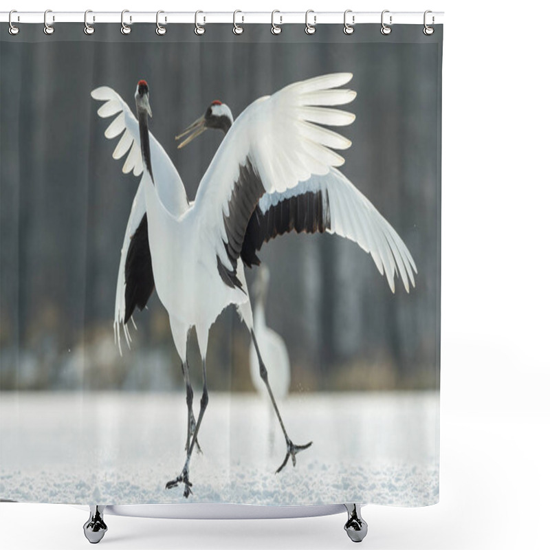 Personality  The Ritual Marriage Dance Of Cranes. The Red-crowned Cranes. Scientific Name: Grus Japonensis, Also Called The Japanese Crane Or Manchurian Crane, Is A Large East Asian Crane. Shower Curtains