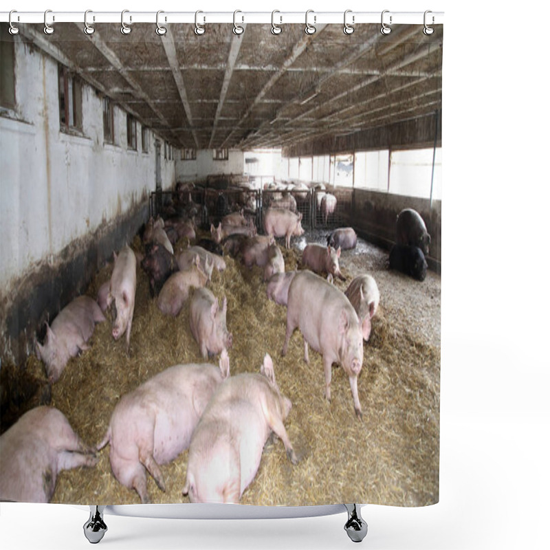 Personality  Mighty Pregnant Pg Sows Laying In The Barn Shower Curtains