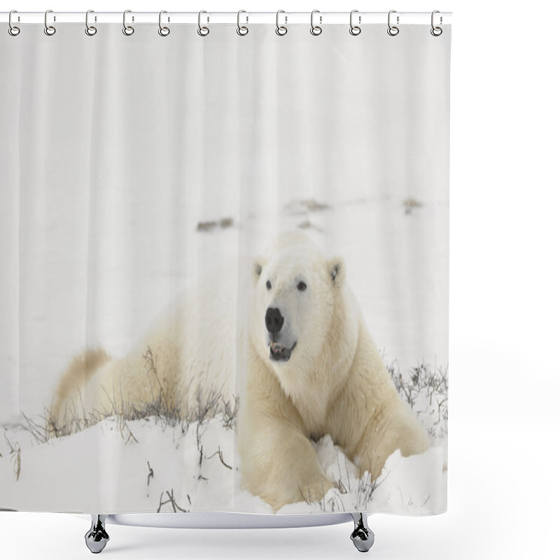 Personality  Rest Of Polar Bear. Shower Curtains