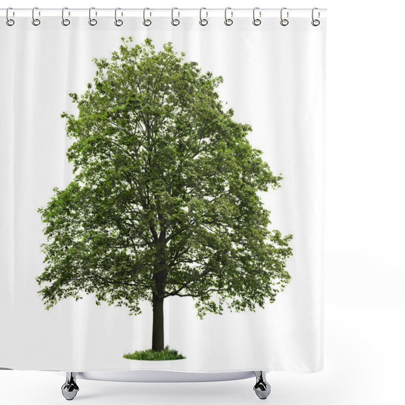 Personality  Isolated Mature Maple Tree Shower Curtains