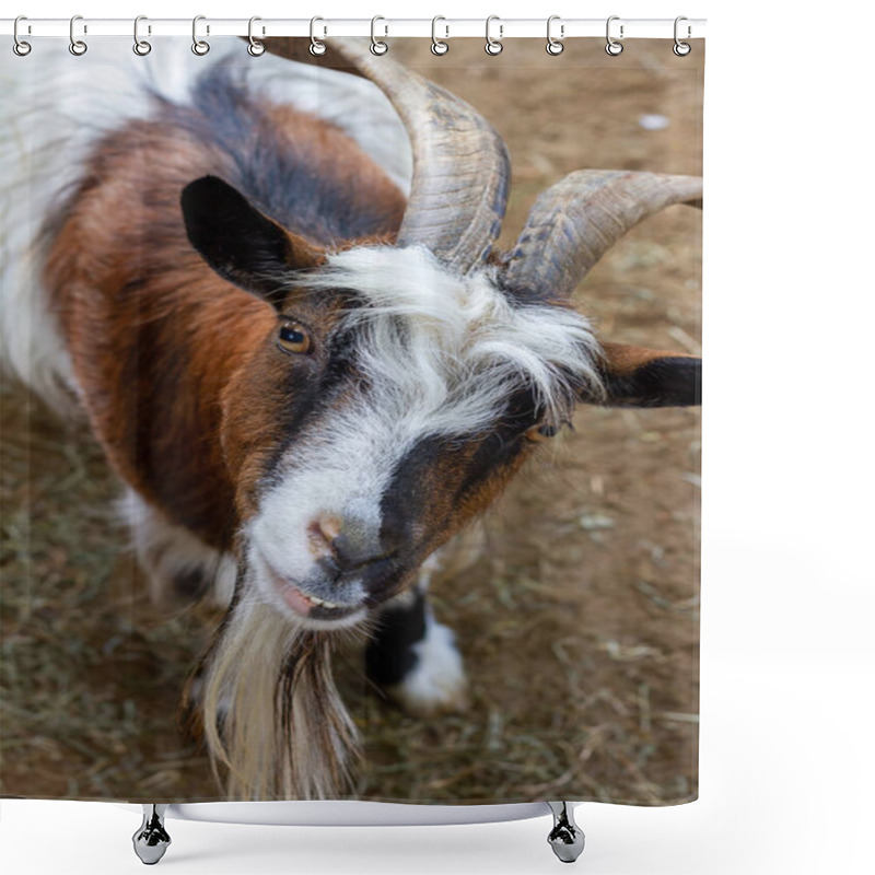 Personality  Curious Horned Goat Gazing At The Camera Shower Curtains