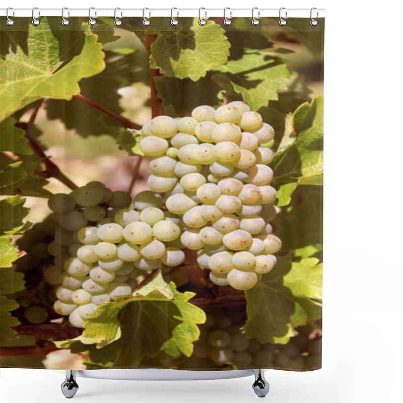 Personality  Bunches Of Grapes On Vines In A Vineyard Before Harvest Shower Curtains