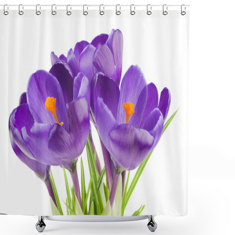 Personality  Crocus Flowers In The Spring Isolated On White (selective Focus) Shower Curtains