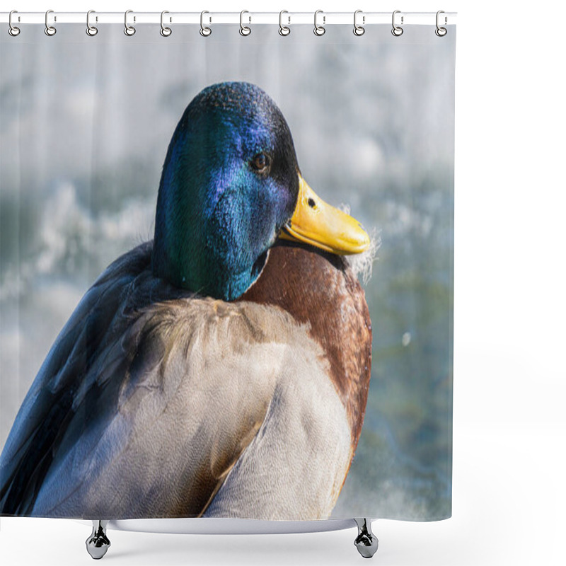 Personality  Mallard Duck Gets A Head Shot On A Sunny Day In Winter Shower Curtains