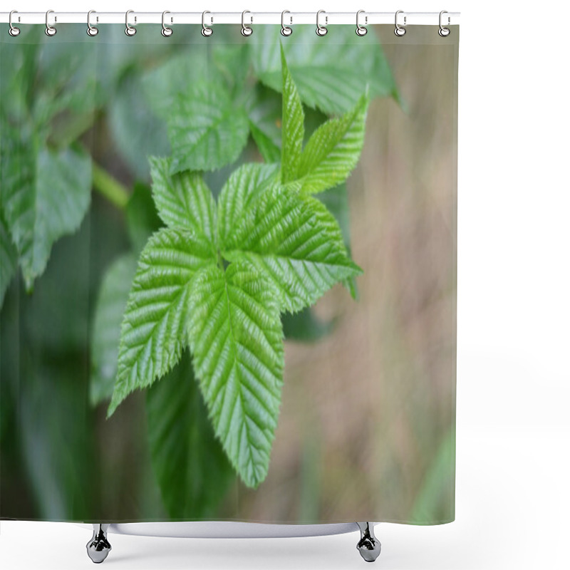 Personality  Raspberry Leaves Shower Curtains