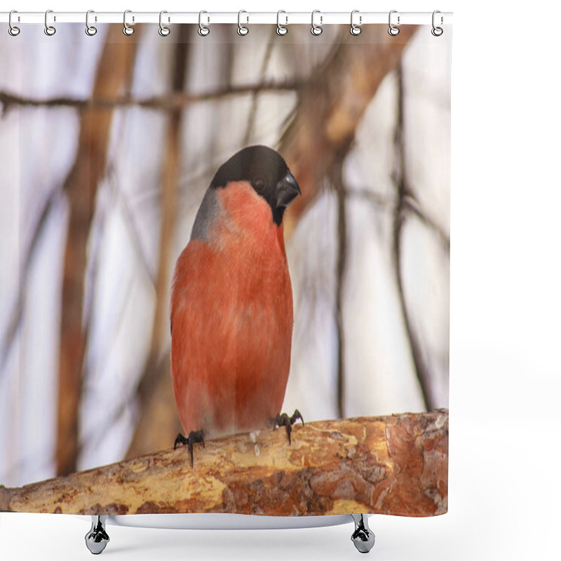 Personality  Common Bird Bullfinch (Pyrrhula) With Red Breast Sitting On Snow Shower Curtains