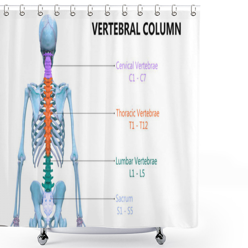 Personality  Vertebral Column Of Human Skeleton System Anatomy. 3D Shower Curtains