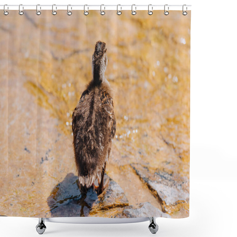 Personality  Rear View Of Duckling Walking Near Pond During Daytime  Shower Curtains