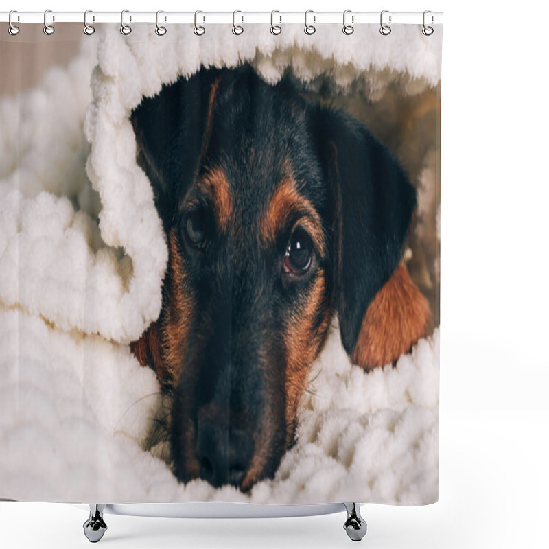 Personality  Dog Breed Yag-terrier On Light Background. A Small Puppy, Pet, Lies In Fluffy Soft Blanket, Hid In Blanket. Shower Curtains