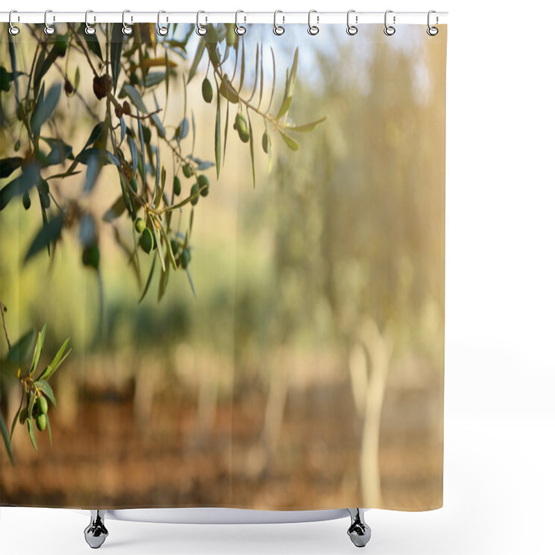 Personality  Olive Trees Garden Shower Curtains