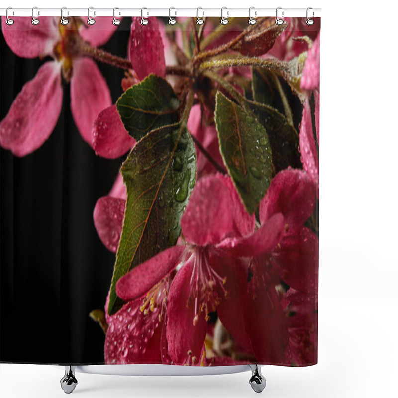 Personality  Close-up Shot Of Beautiful Pink Cherry Blossom Isolated On Black Shower Curtains