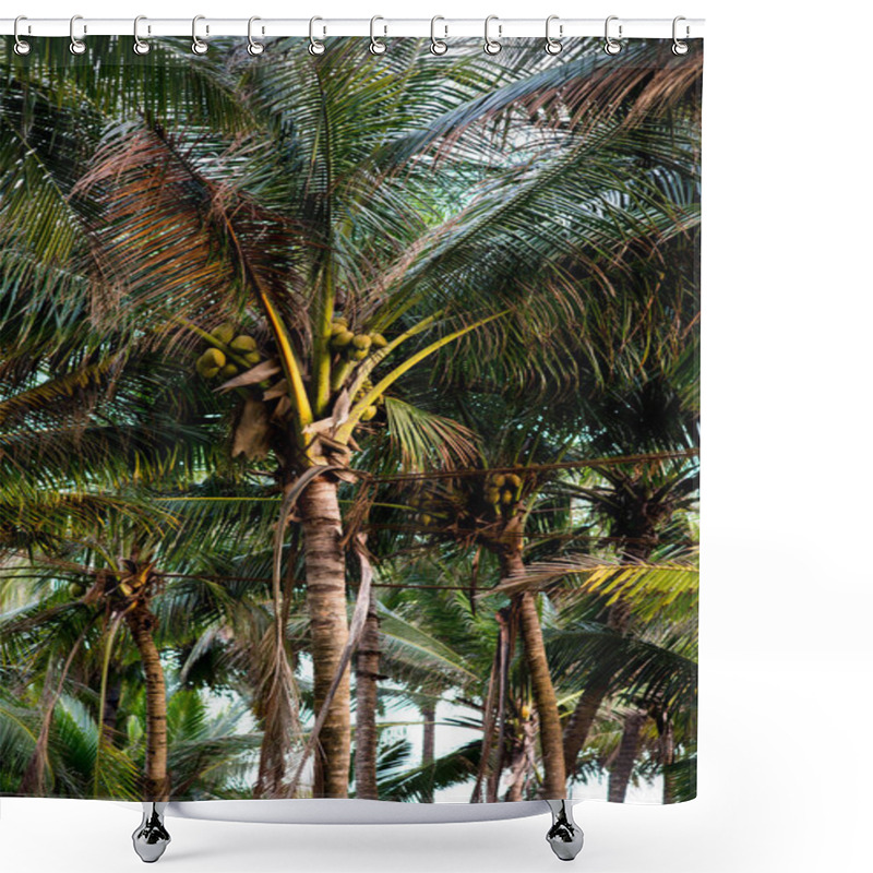 Personality  Palm Trees With Coconuts Shower Curtains