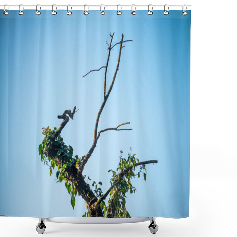 Personality  A Tree Tip With A Y Shape Adorned In Lush Ivy, Adding An Enchanting Touch To The Serene Ambiance Of The Forest. Shower Curtains