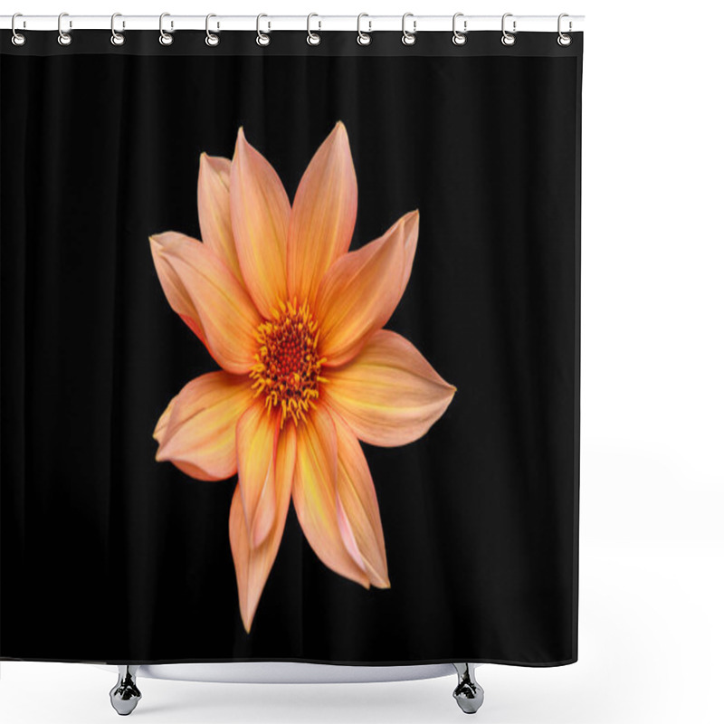 Personality  Studio Portrait Of A Beautiful Single Waltzing Matilda Dahlia Bloom, Isolated Over Black Background. Isolated Dahlia Flower. Shower Curtains