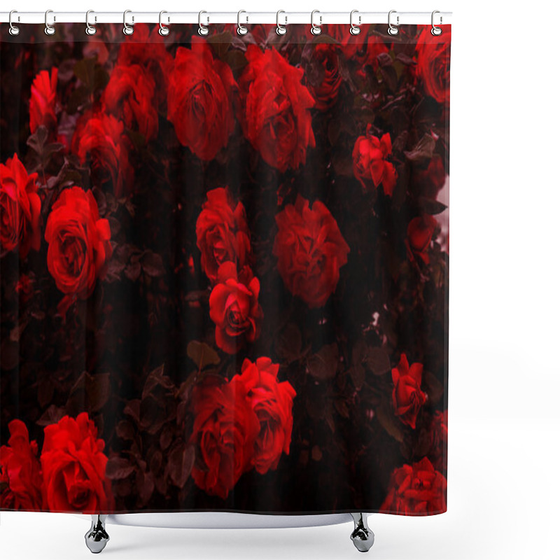 Personality  Beautiful Fresh Roses In Nature. Natural Background, Large Inflorescence Of Roses On A Garden Bush. A Close-up Of A Bush Of Red Roses On The Alley Of The City Park Shower Curtains