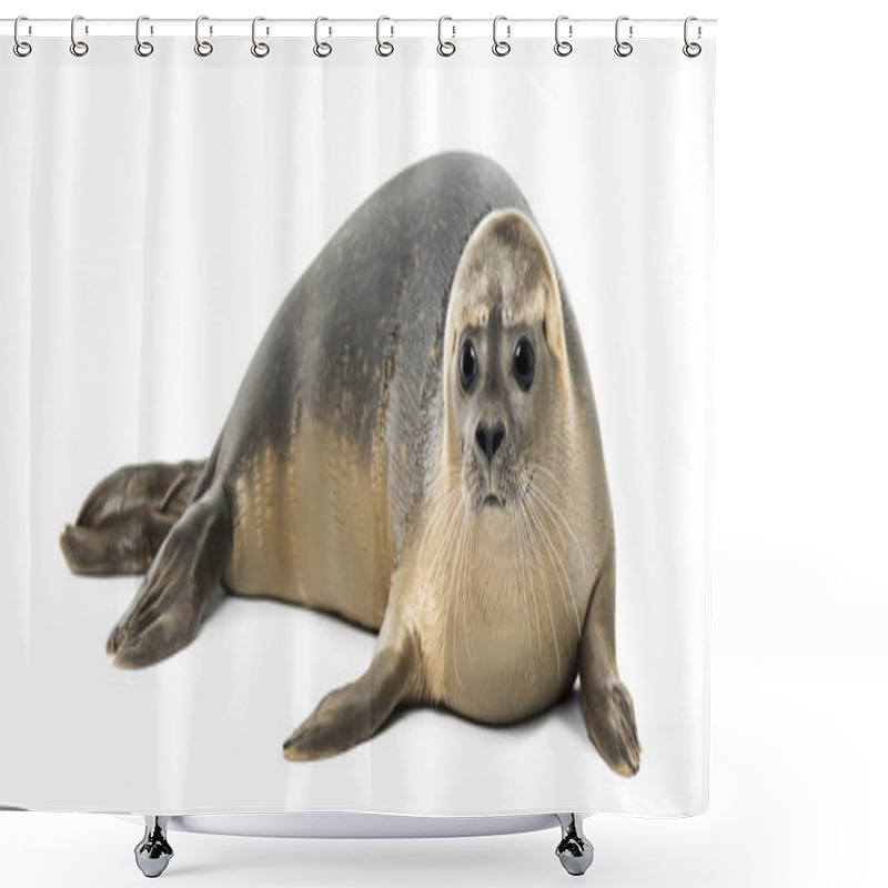 Personality  Common Seal Lying, Phoca Vitulina, 8 Months Old, Isolated On Whi Shower Curtains