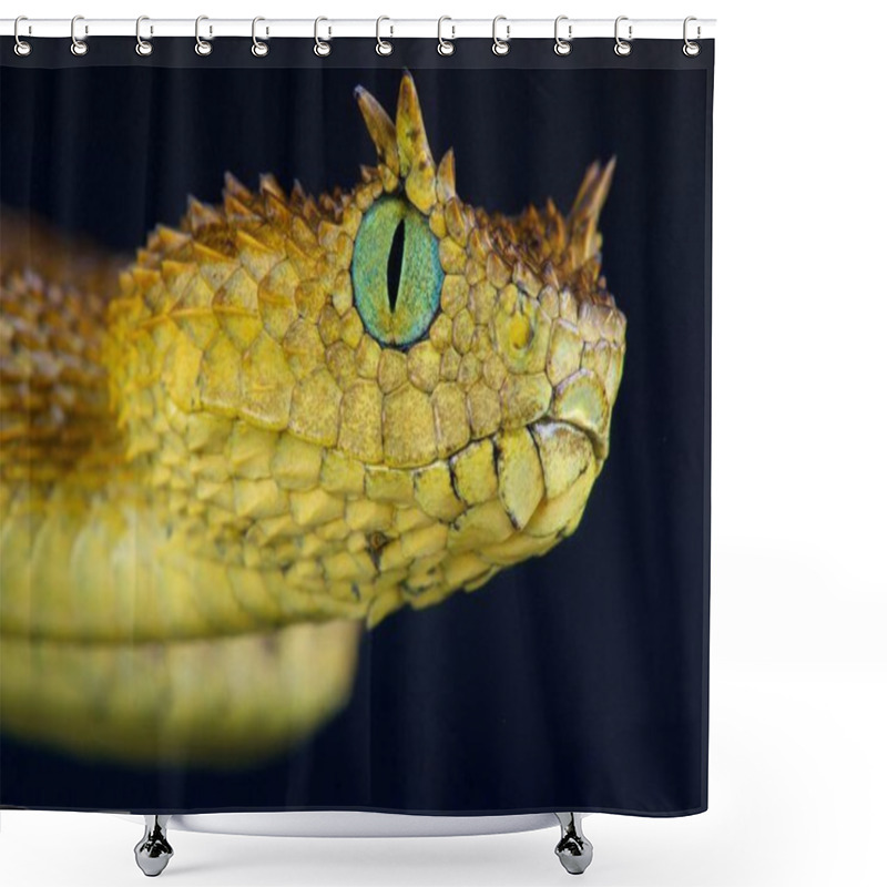 Personality  Usambara Eyelash Viper (Atheris Ceratophora) Shower Curtains