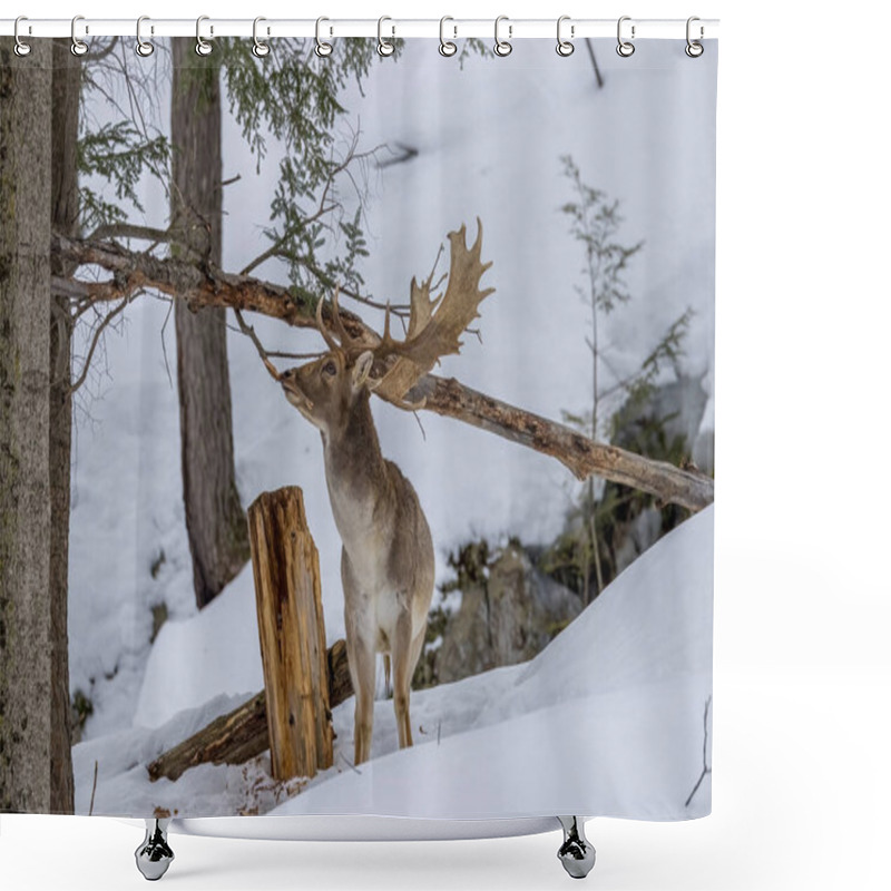 Personality  Fallow Deer In A Forest In The Wilderness Of Ontario, Canada At A Cold But Sunny Day In Winter. Shower Curtains