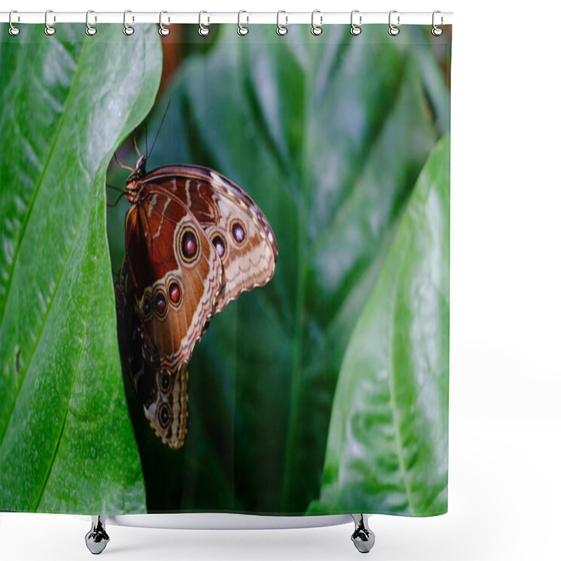 Personality  This Image Showcases A Butterfly Resting On A Verdant Leaf, With Its Wings Closed, Revealing The Eye-like Patterns That Serve As Camouflage. The Intricate Markings And Textures On The Butterflys Shower Curtains