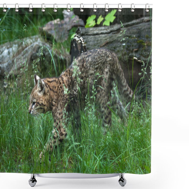 Personality  Geoffroy's Cat (Leopardus Geoffroyi) Shower Curtains