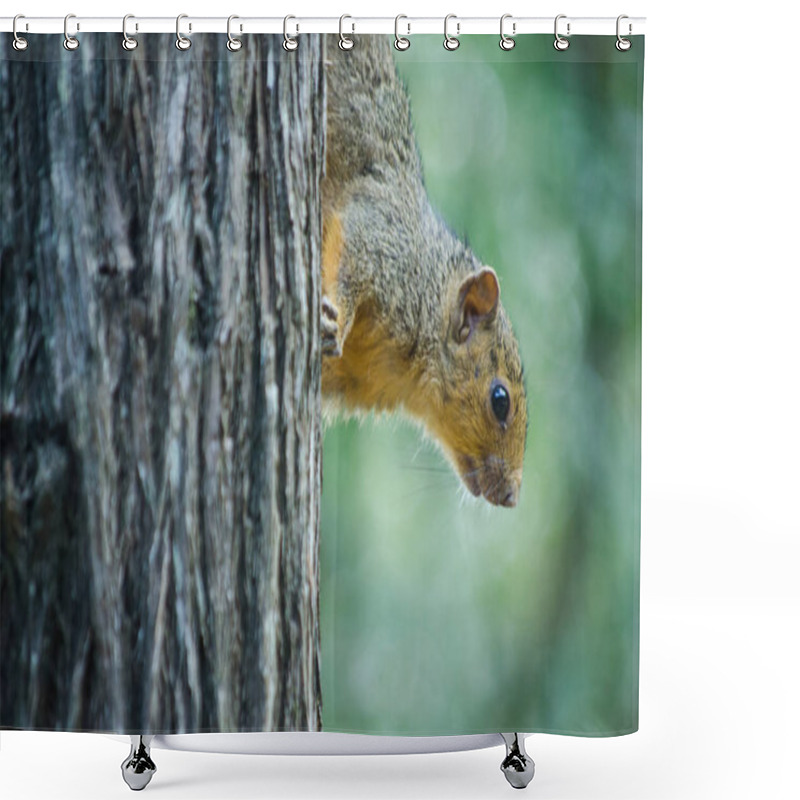 Personality  A Closeup Of An African Tree Squirrel (paraxerus Cepapi) Climbing Down A Tree Trunk. St Lucia, South Africa.  Shower Curtains