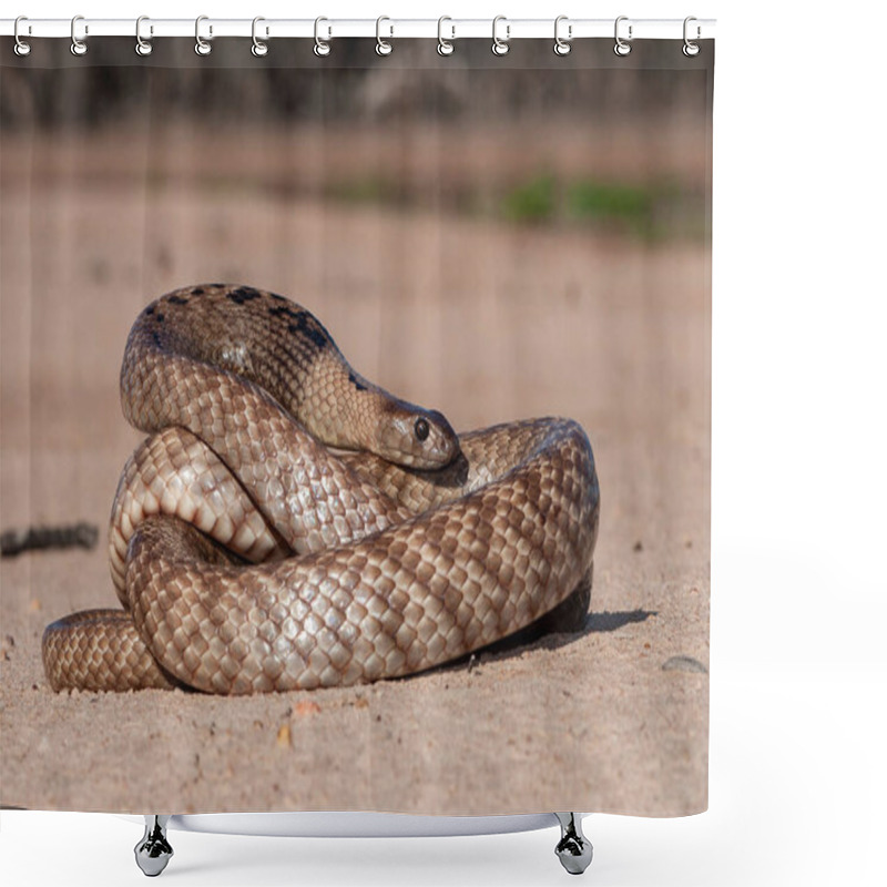 Personality  Strap-snouted Brown Snake curled up shower curtains