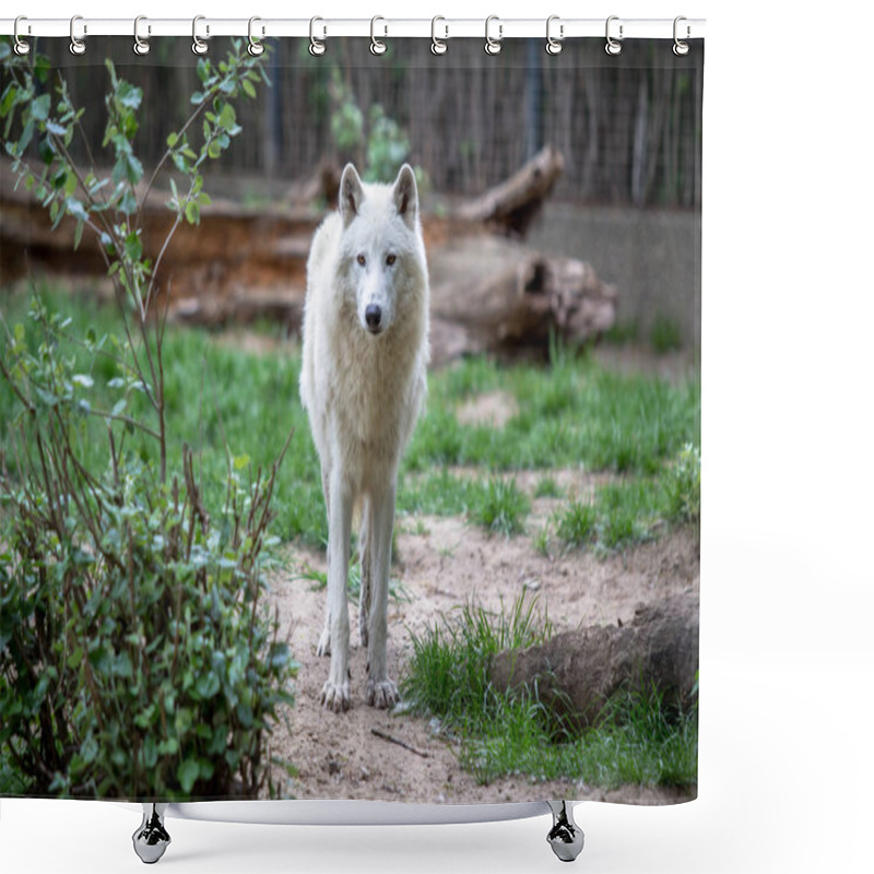 Personality  White Polar Wolf In Zoo Of Berlin Shower Curtains