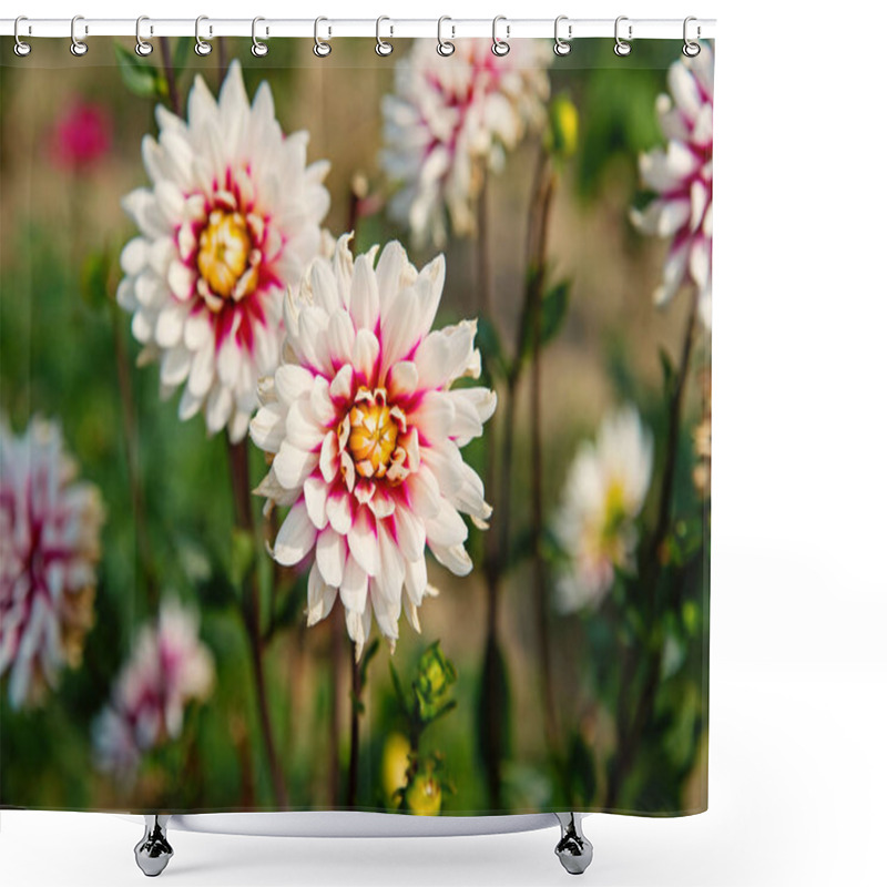 Personality  Dahlia Blossom On Blurred Natural Background. Dahlia Flowers In Green Garden. Blossoming Flowers With White And Purple Petals. Nature And Environment. Floral Shop And Design Shower Curtains