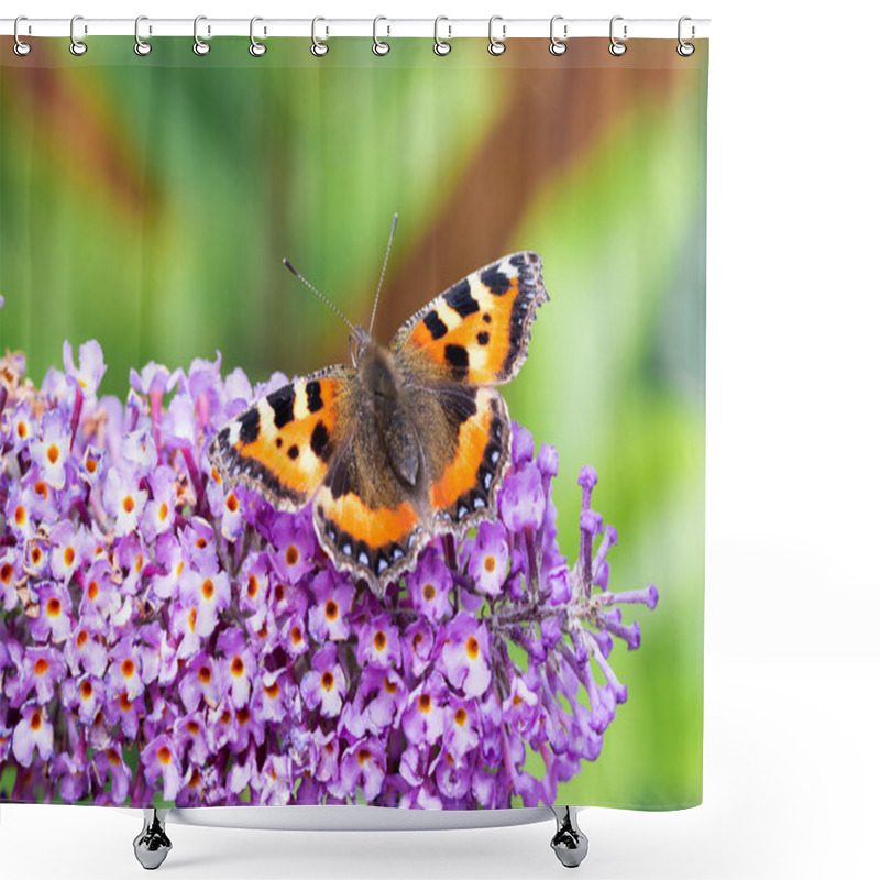 Personality  Small Tortoiseshell Butterfly On Buddleia Flower Shower Curtains