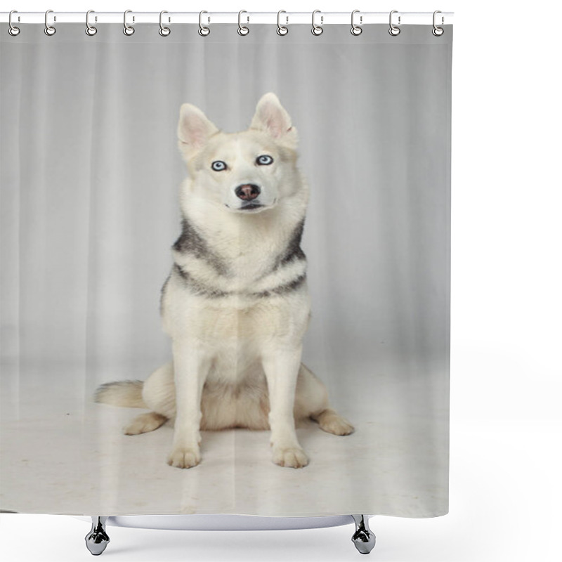 Personality  Portrait Of Grey Girl Siberian Husky Looking To You On A White Background Shower Curtains