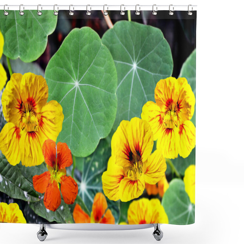 Personality  Nasturtium Flowers Shower Curtains