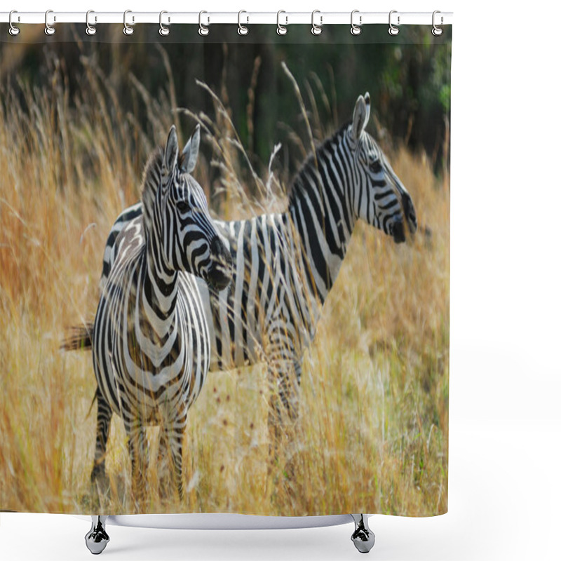 Personality  Zebras In A Tall Grass Shower Curtains