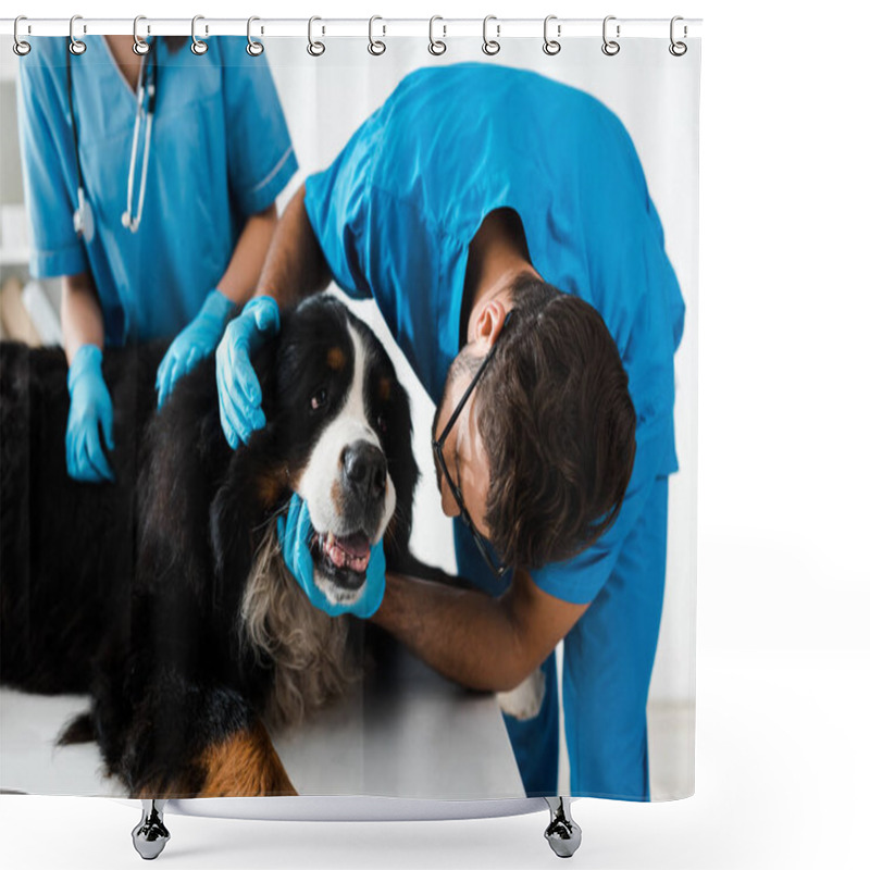 Personality  Attentive Veterinarian Examining Head Of Bernese Mountain Dog Near Colleague Shower Curtains