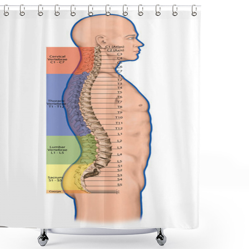 Personality  Didactic Board,anatomy Of Human Bony System, Human Skeletal System, The Skeleton, Spine, The Bony Spinal Column, Columna Vertebralis, Vertebral Column, Vertebral Bones, Anatomical Body, Lateral View Shower Curtains