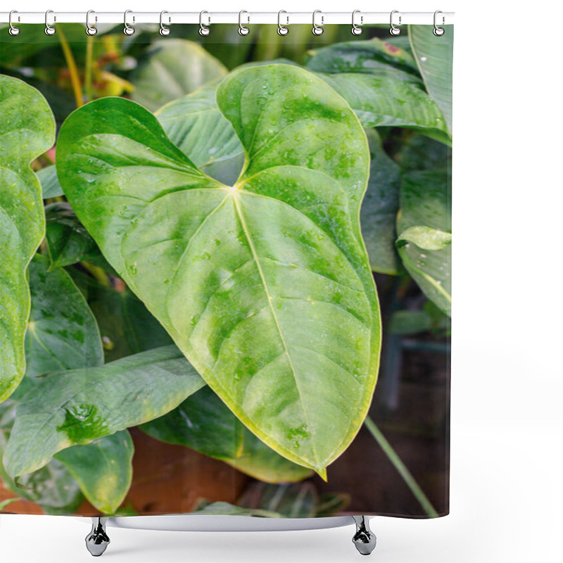 Personality  The Calla Plant Juicy Green Leaves In Drops Of Water Close-up. Nature Concept. Shower Curtains