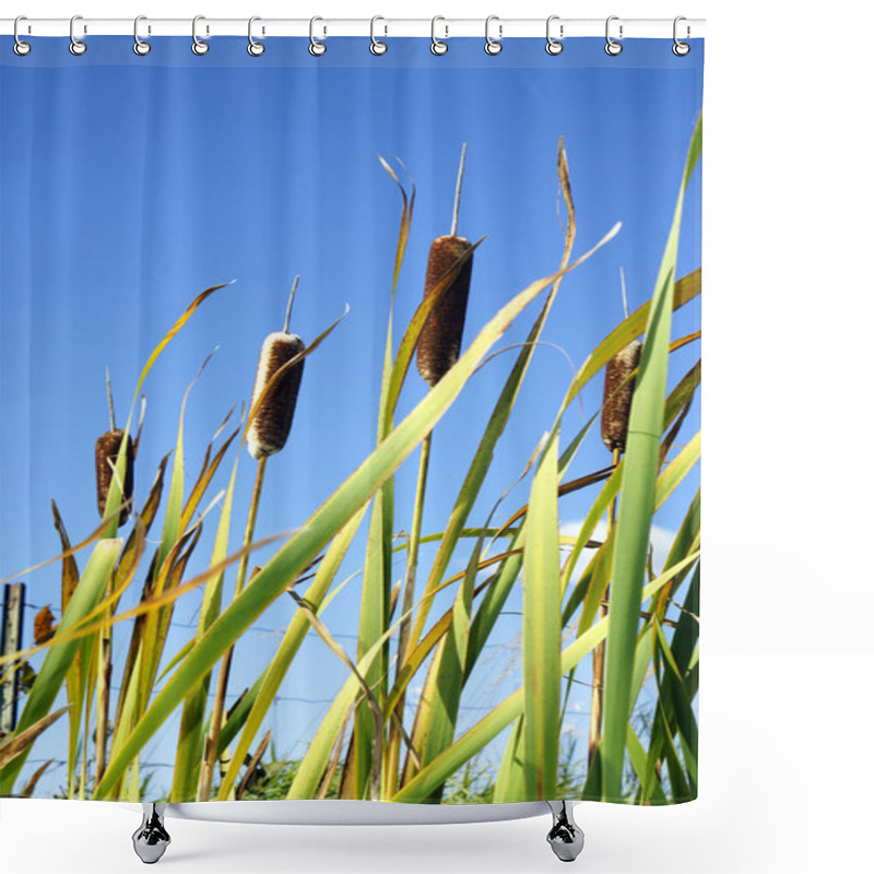 Personality  Cattails And Sky Vertical Shower Curtains