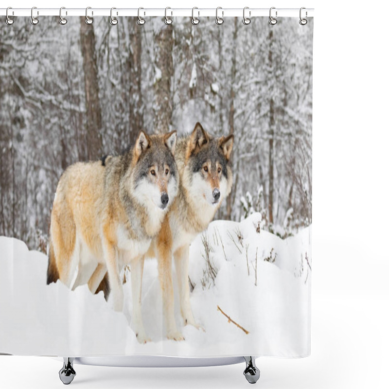 Personality  Two Magnificent Wolves In Wolf Pack In Cold Winter Forest Shower Curtains